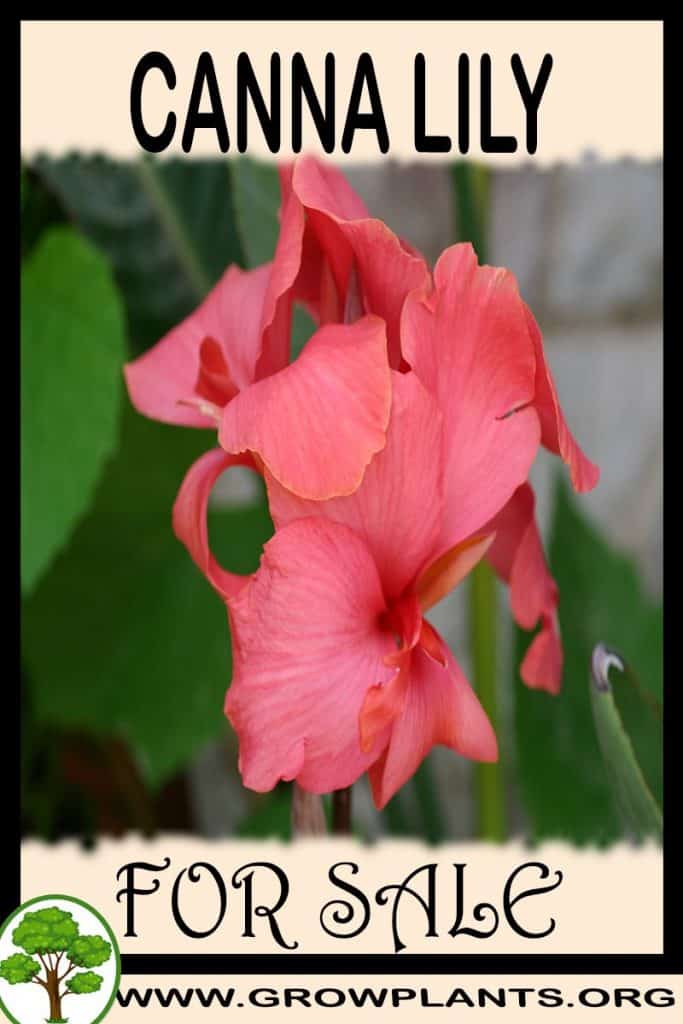 Canna lily for sale