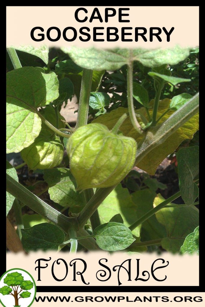 Cape gooseberry plants for sale