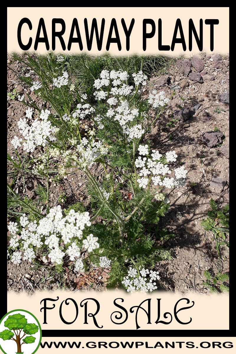 Caraway plant for sale