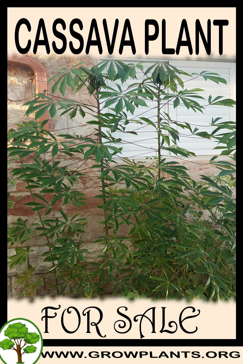 Cassava plant for sale