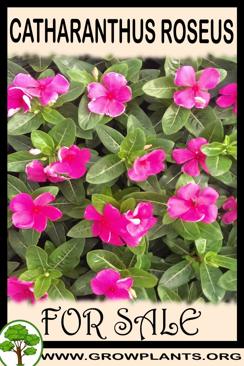 Catharanthus roseus for sale