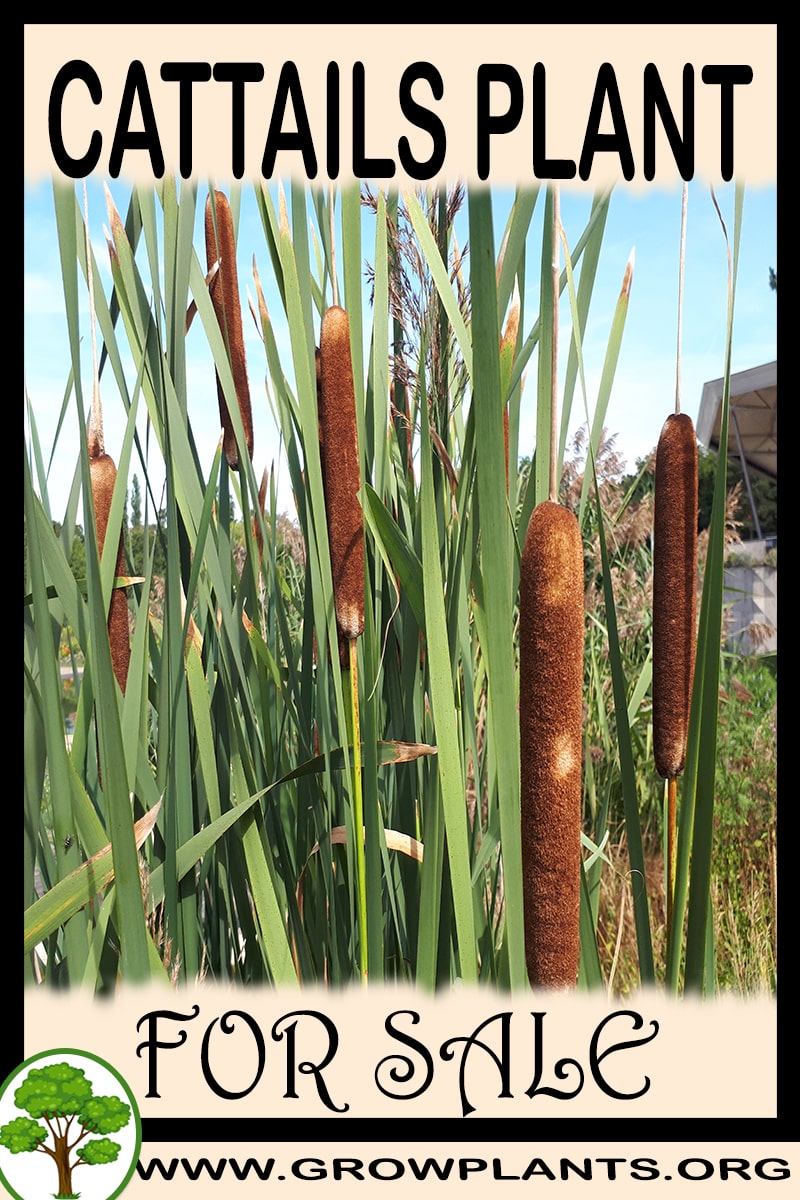 Cattails for sale