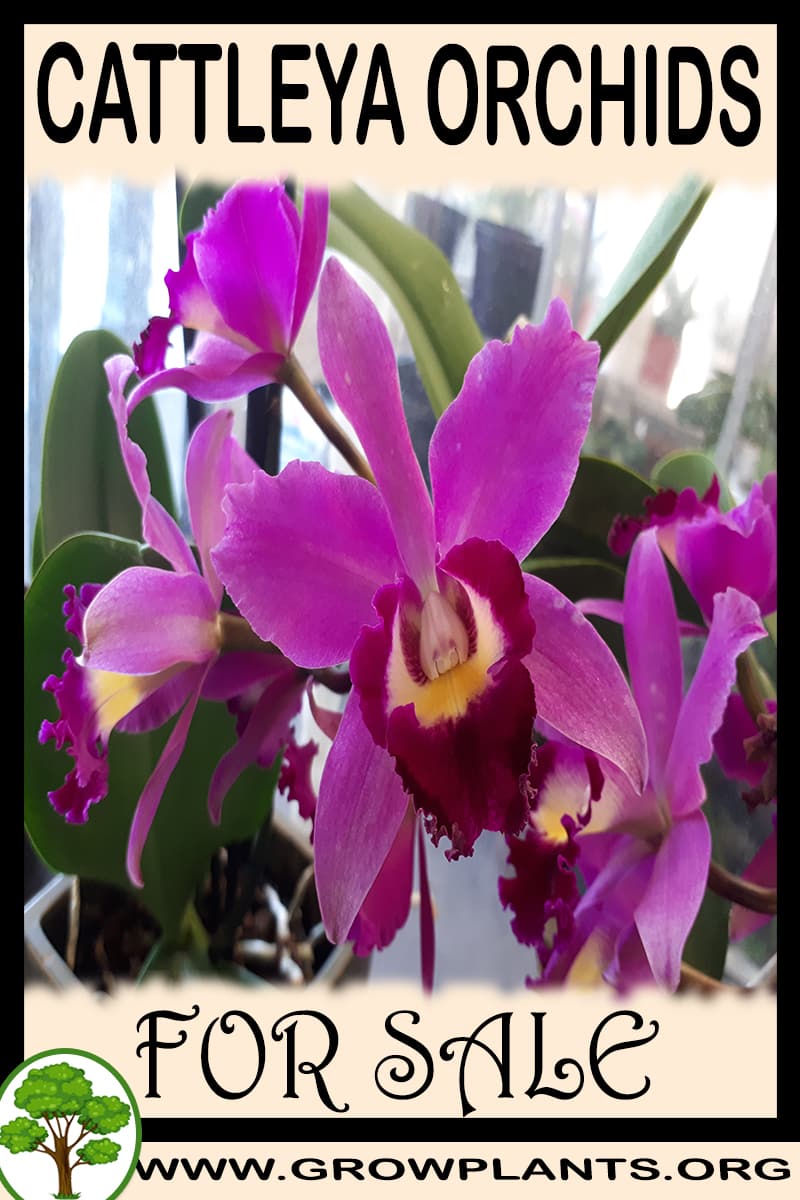 Cattleya orchids for sale