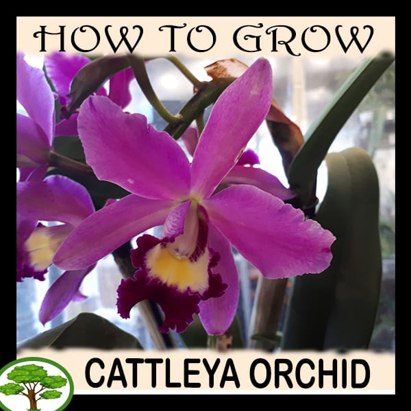 Cattleya orchids - all need to know