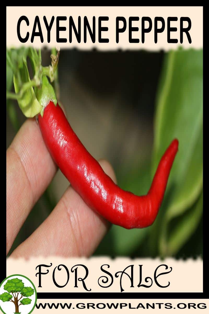 Cayenne pepper for sale