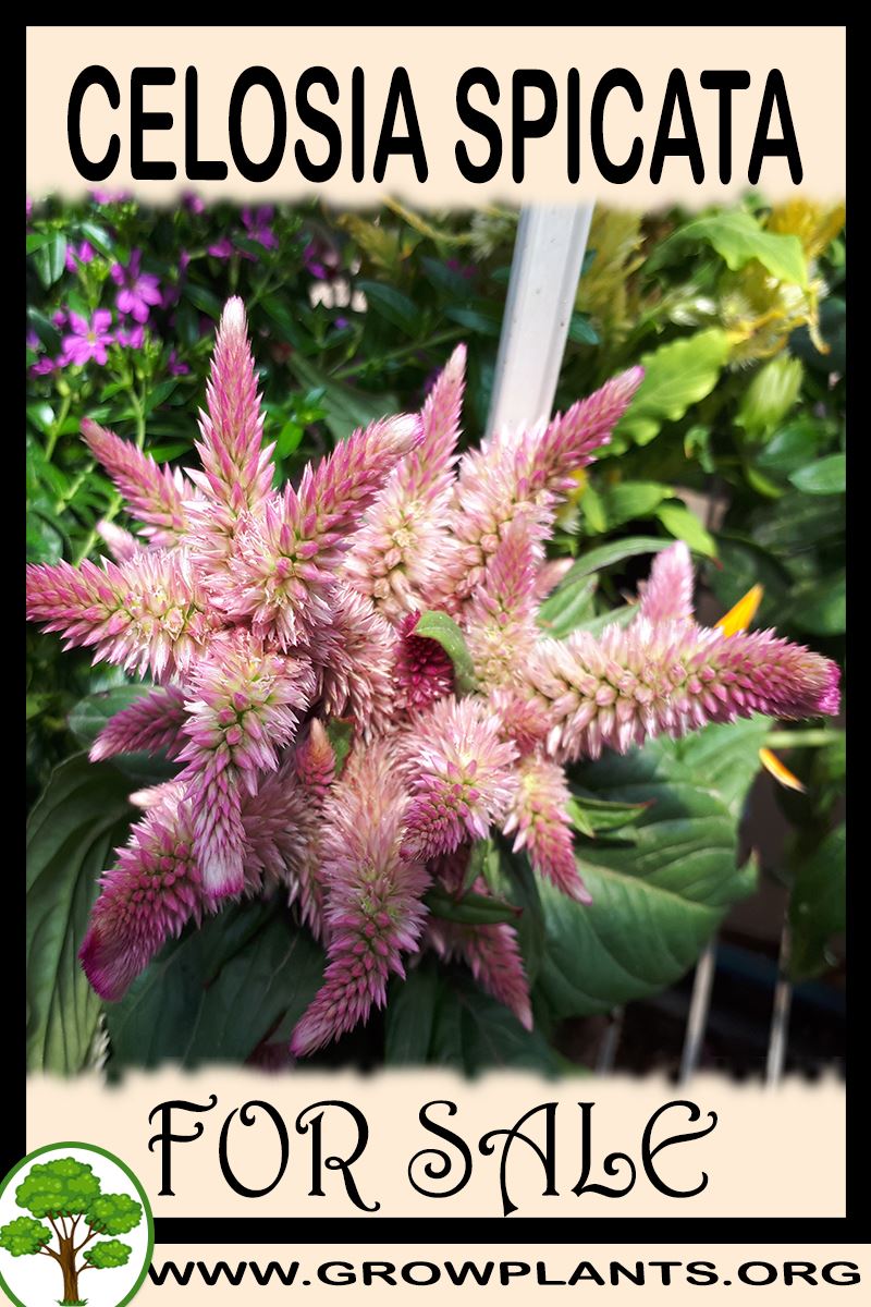Celosia spicata for sale