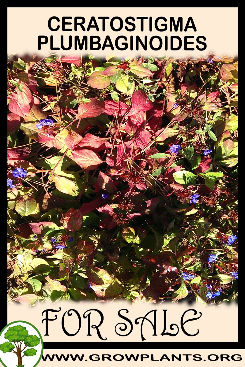 Ceratostigma plumbaginoides for sale