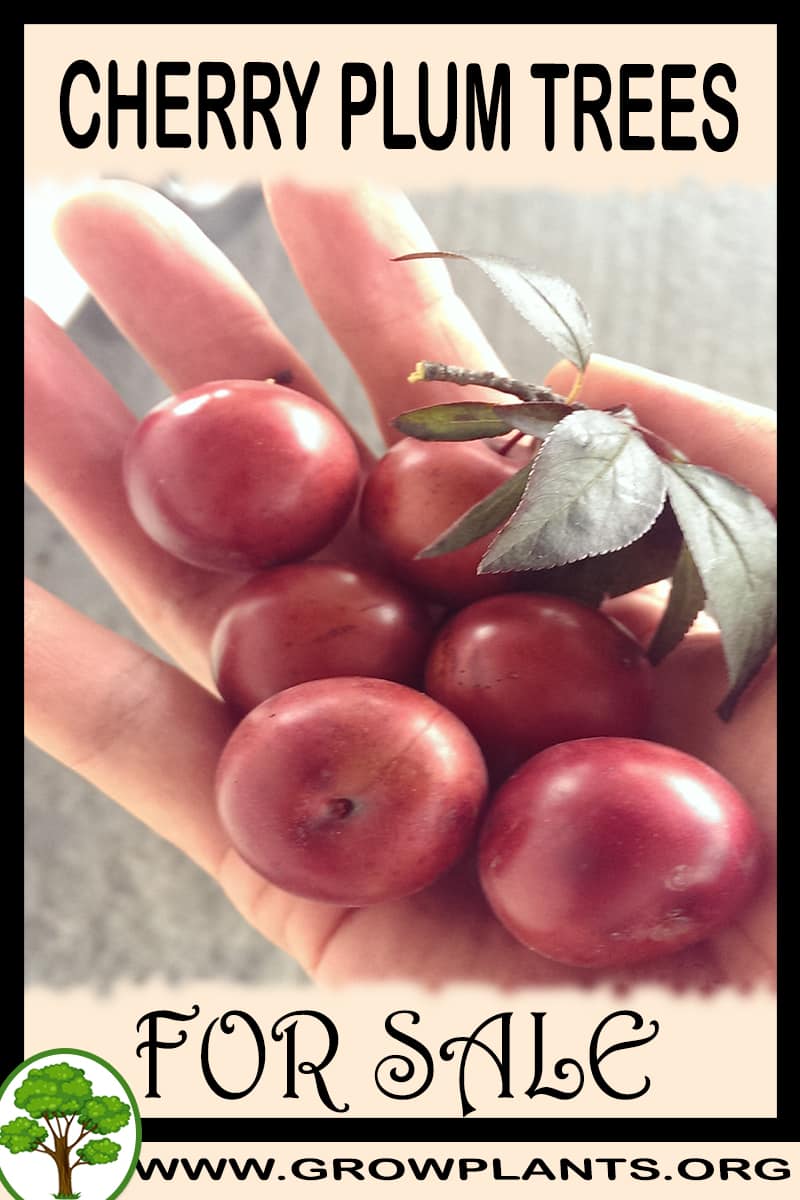 Cherry plum trees for sale