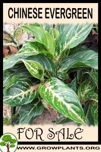 Chinese evergreen plant for sale
