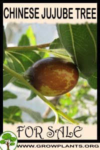 Chinese jujube tree for sale