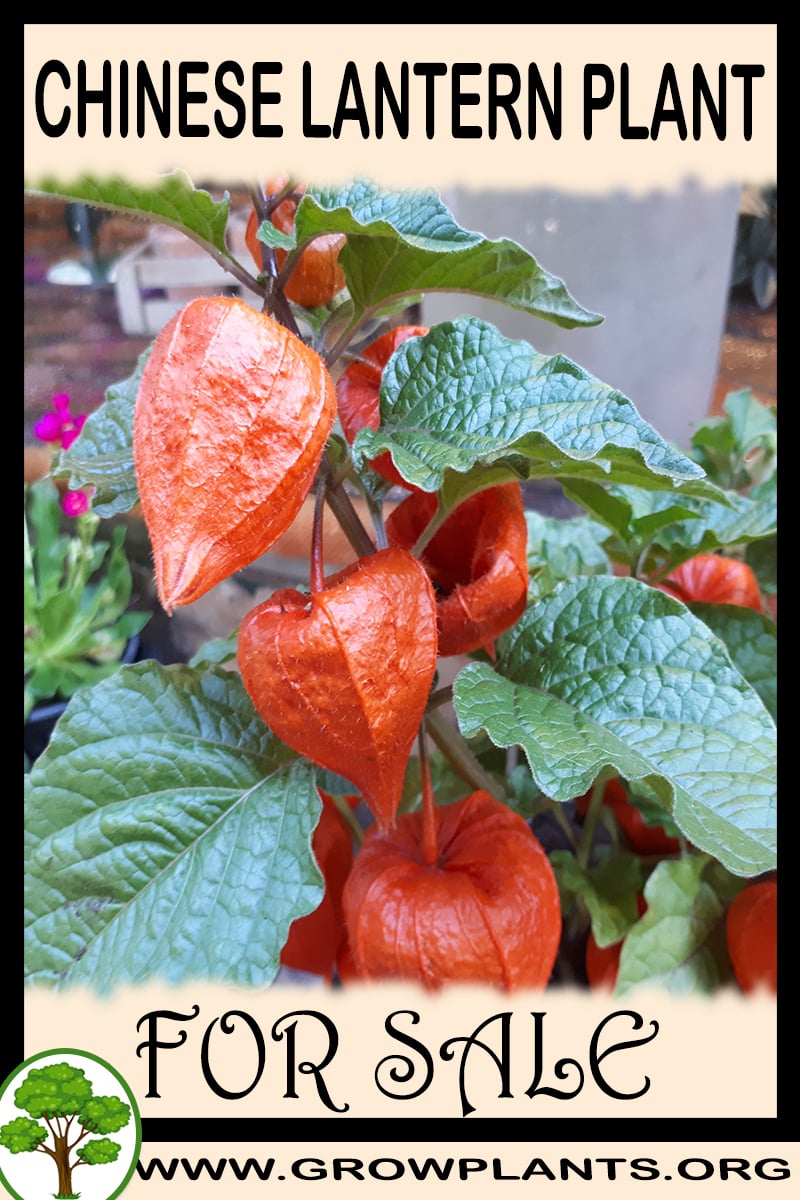 Chinese lantern plant for sale