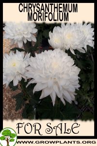 Chrysanthemum morifolium for sale