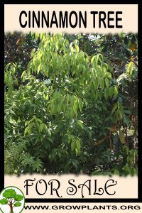Cinnamon tree for sale