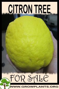 Citron tree for sale