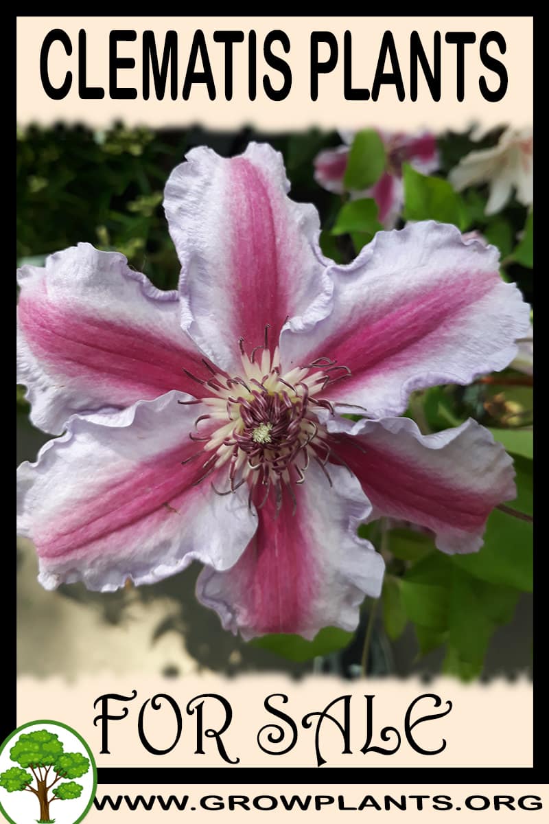 Clematis plants for sale