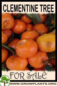 Clementine tree for sale