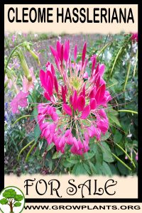 Cleome hassleriana for sale