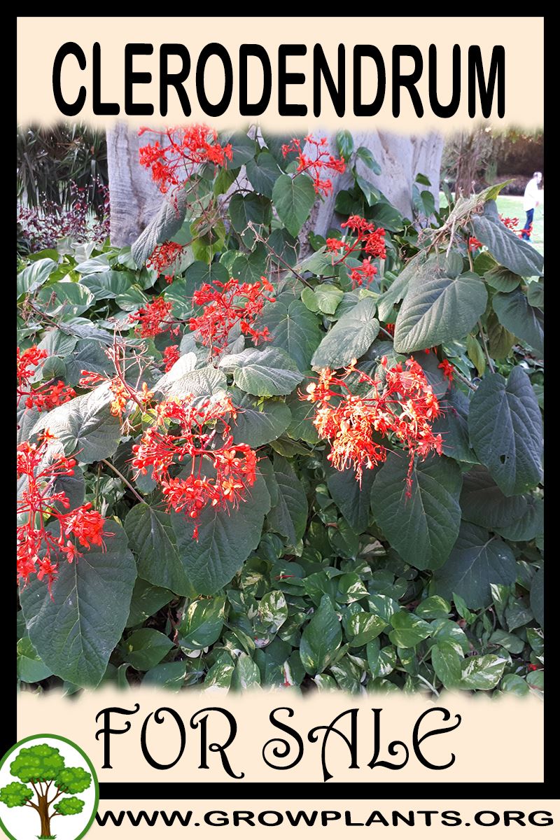 Clerodendrum for sale