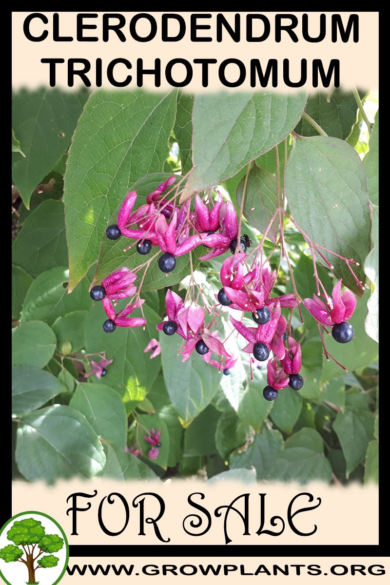 Clerodendrum trichotomum for sale
