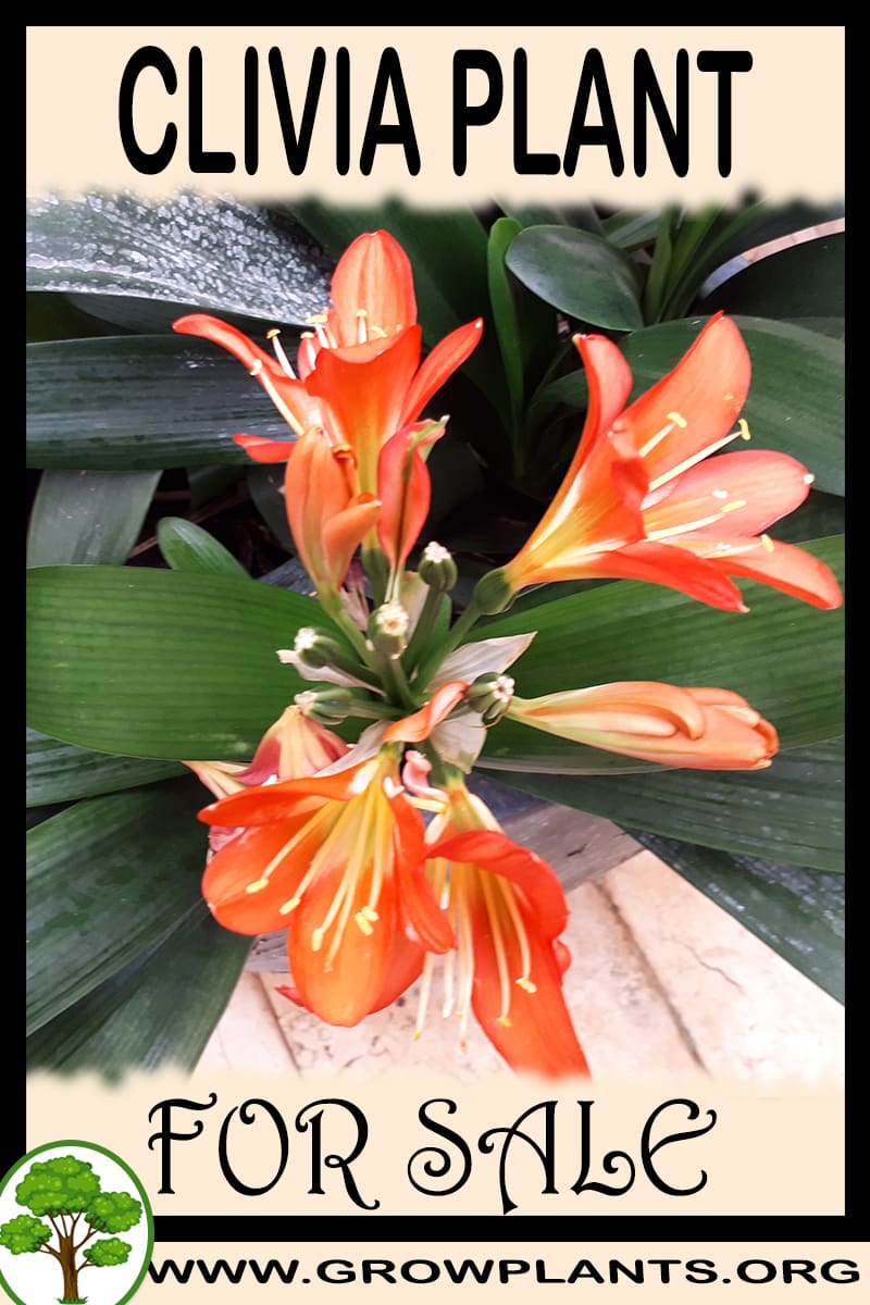 Clivia for sale