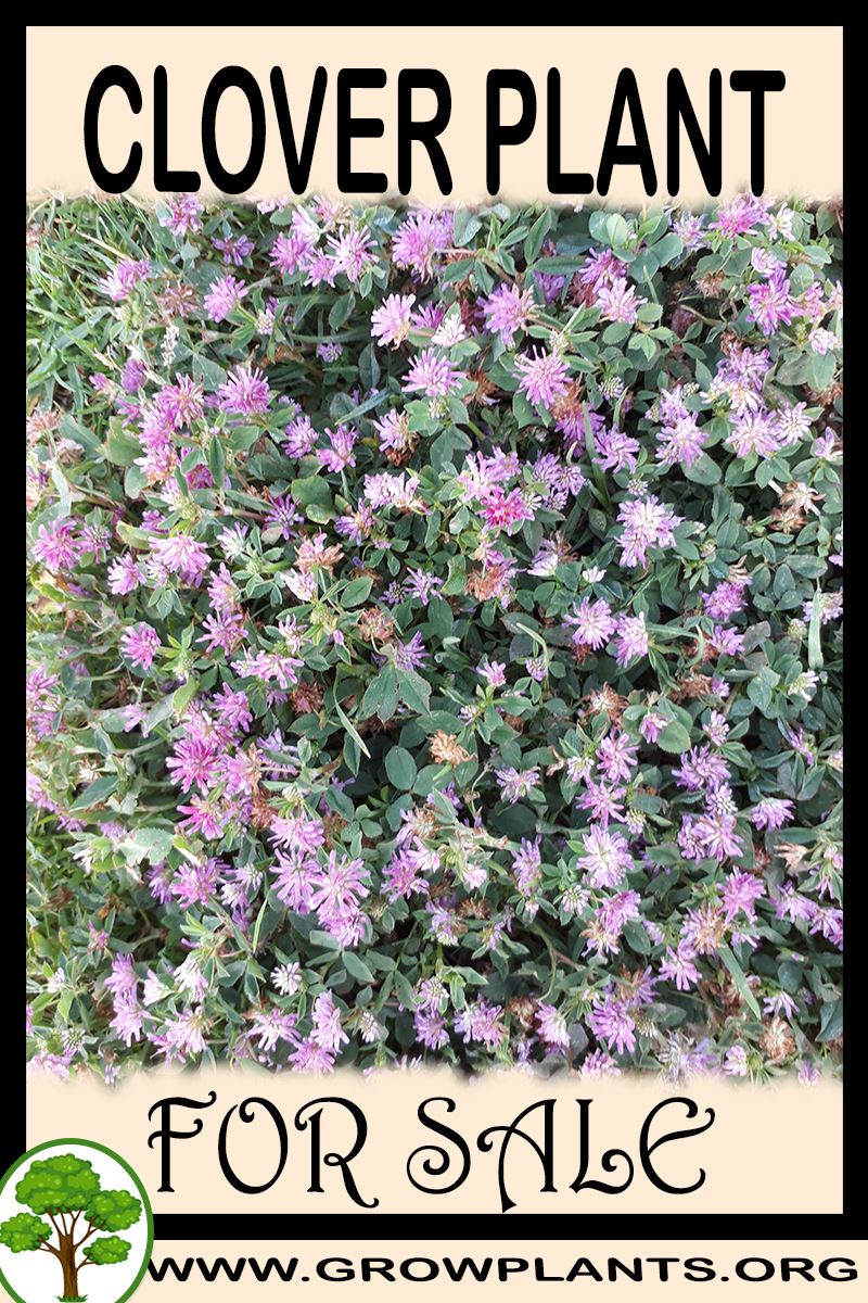 Clover plant for sale