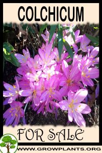 Colchicum for sale