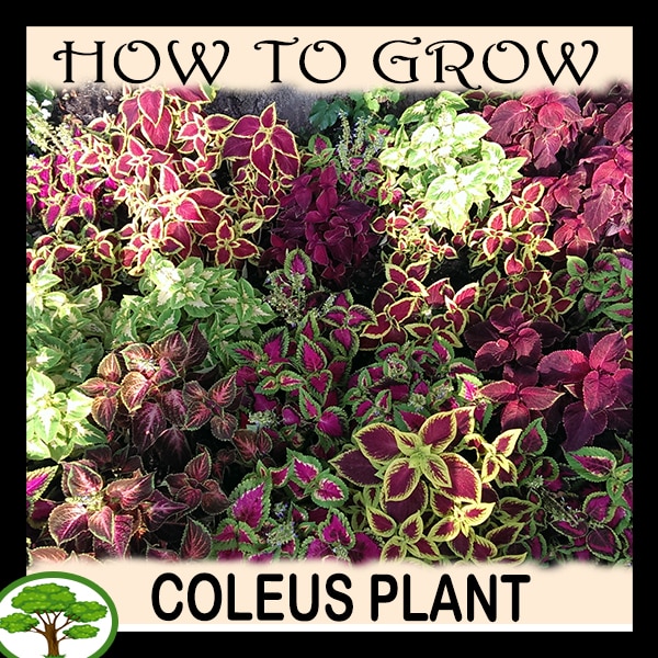 Coleus plant - all need to know