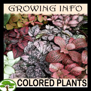 Colored plants Leaf color