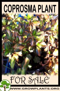 Coprosma for sale