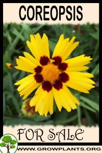 Coreopsis for sale