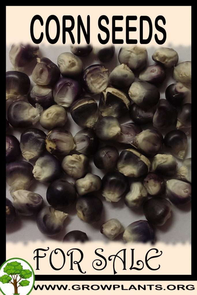 Corn seeds for sale