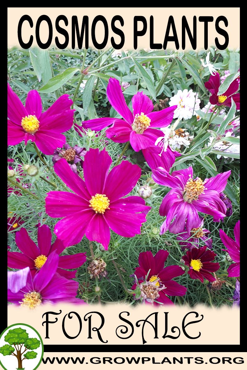 Cosmos plants for sale