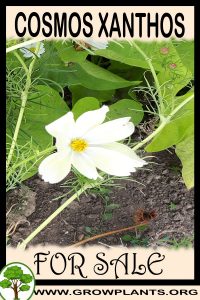 Cosmos xanthos for sale