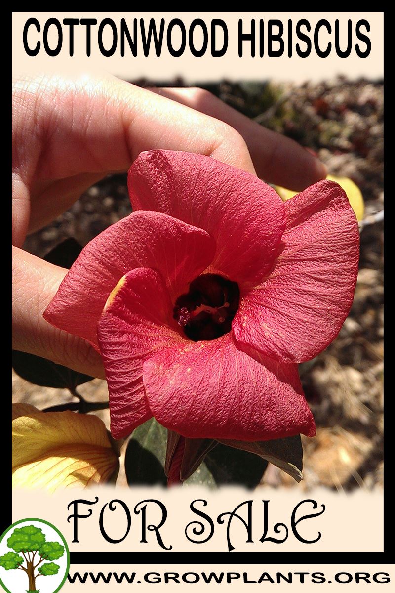 Cottonwood hibiscus for sale