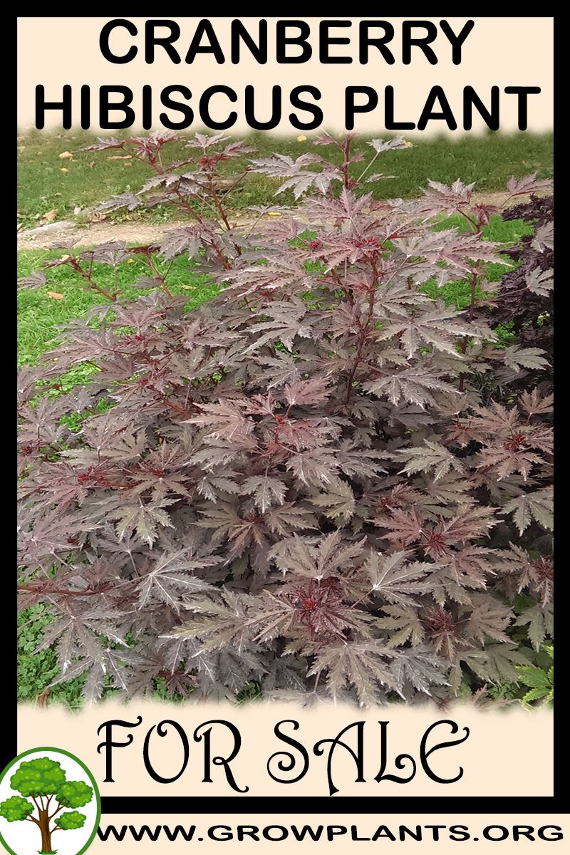 Cranberry hibiscus plant for sale