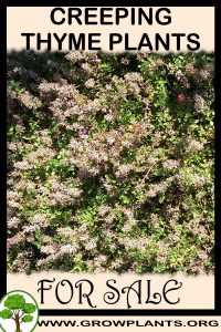 Creeping thyme plants for sale