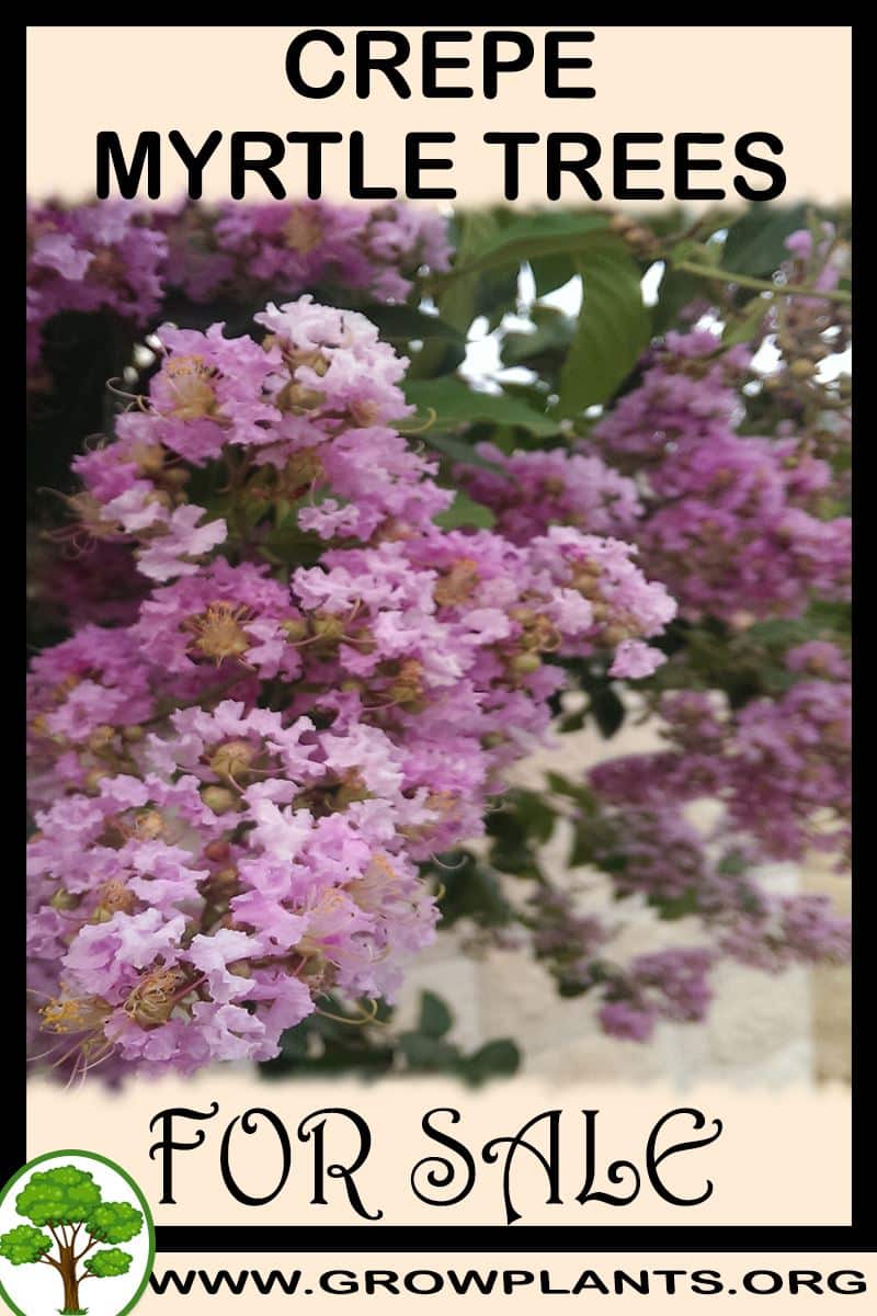 Crepe myrtle trees for sale