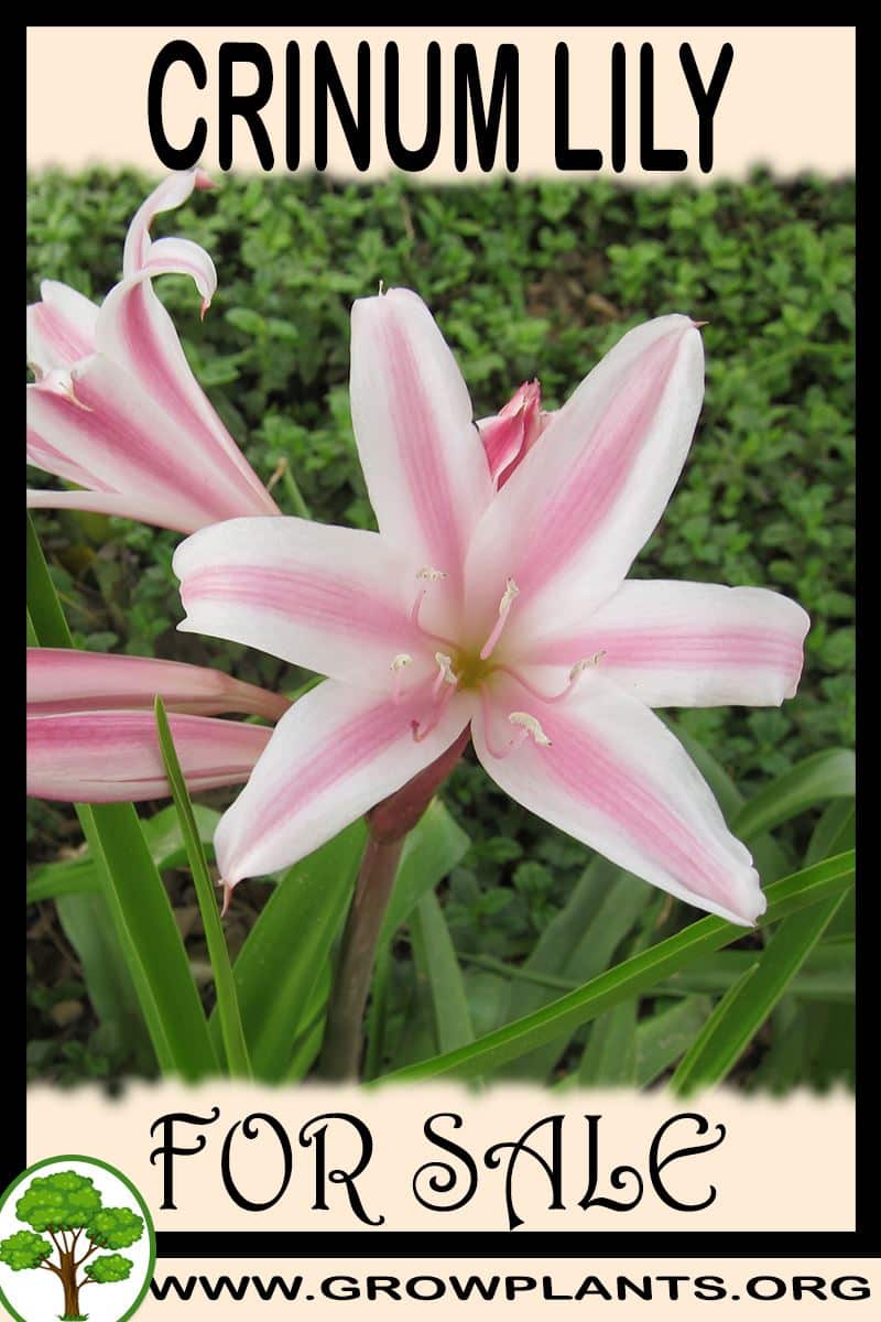 Crinum lily for sale