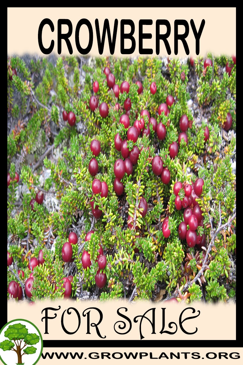 Crowberry for sale
