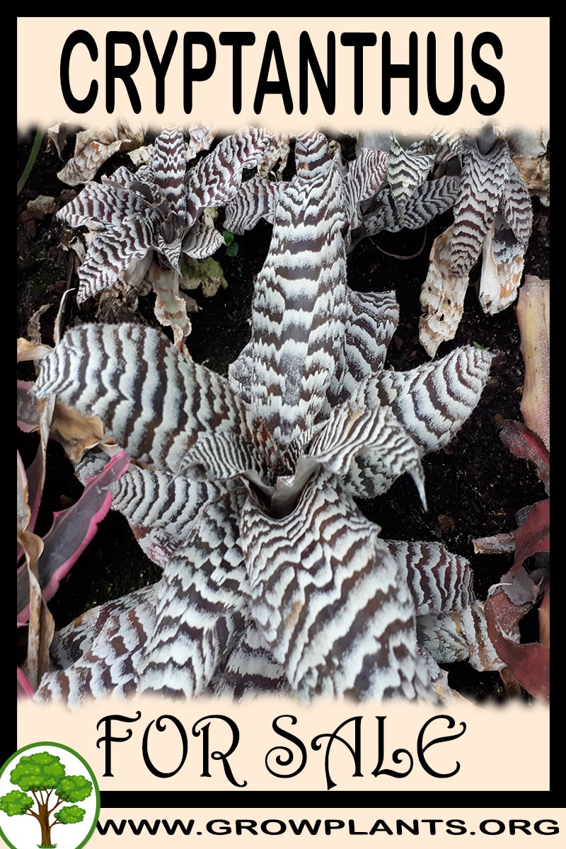 Cryptanthus for sale