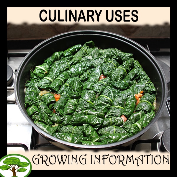 Culinary uses