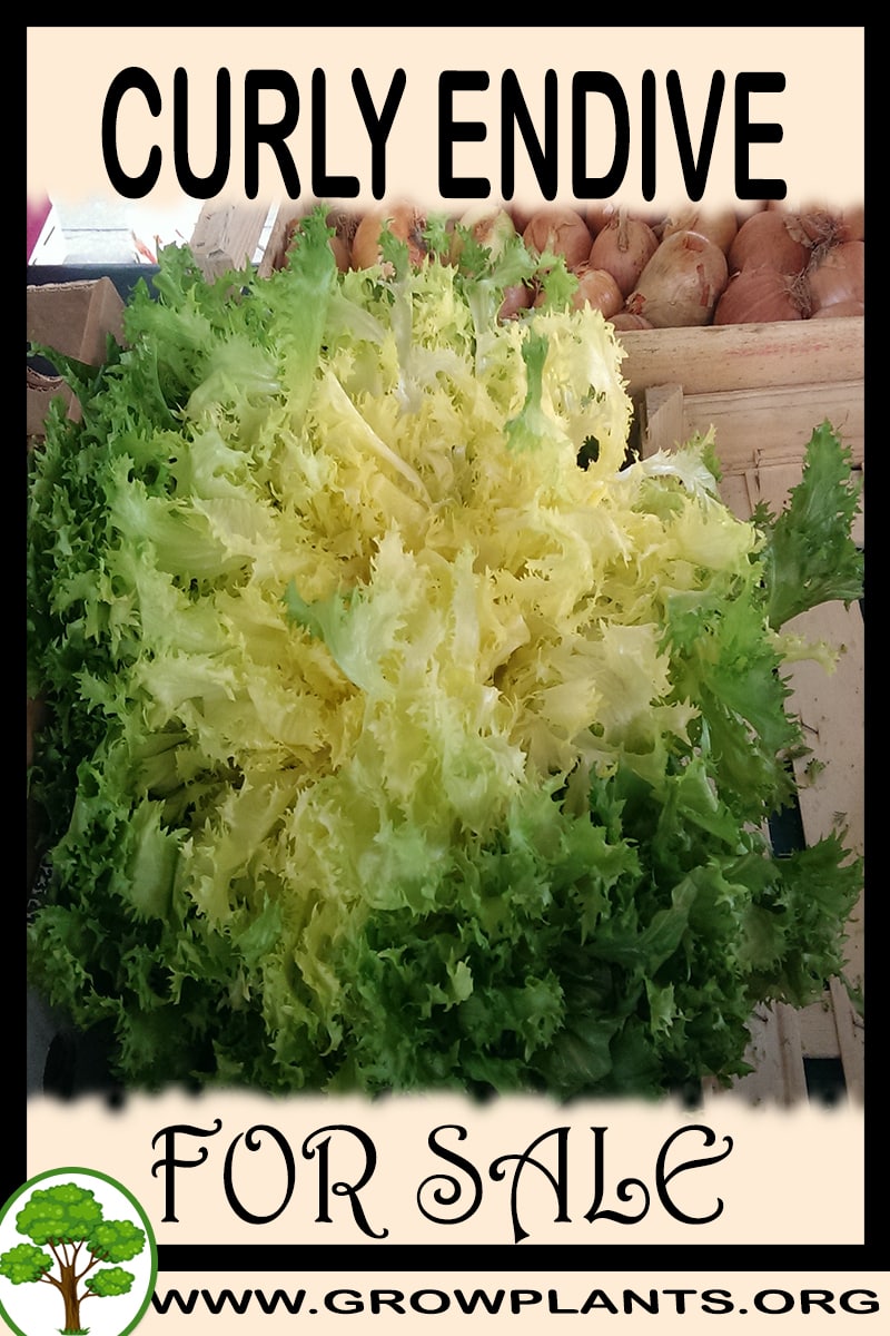 Curly endive for sale