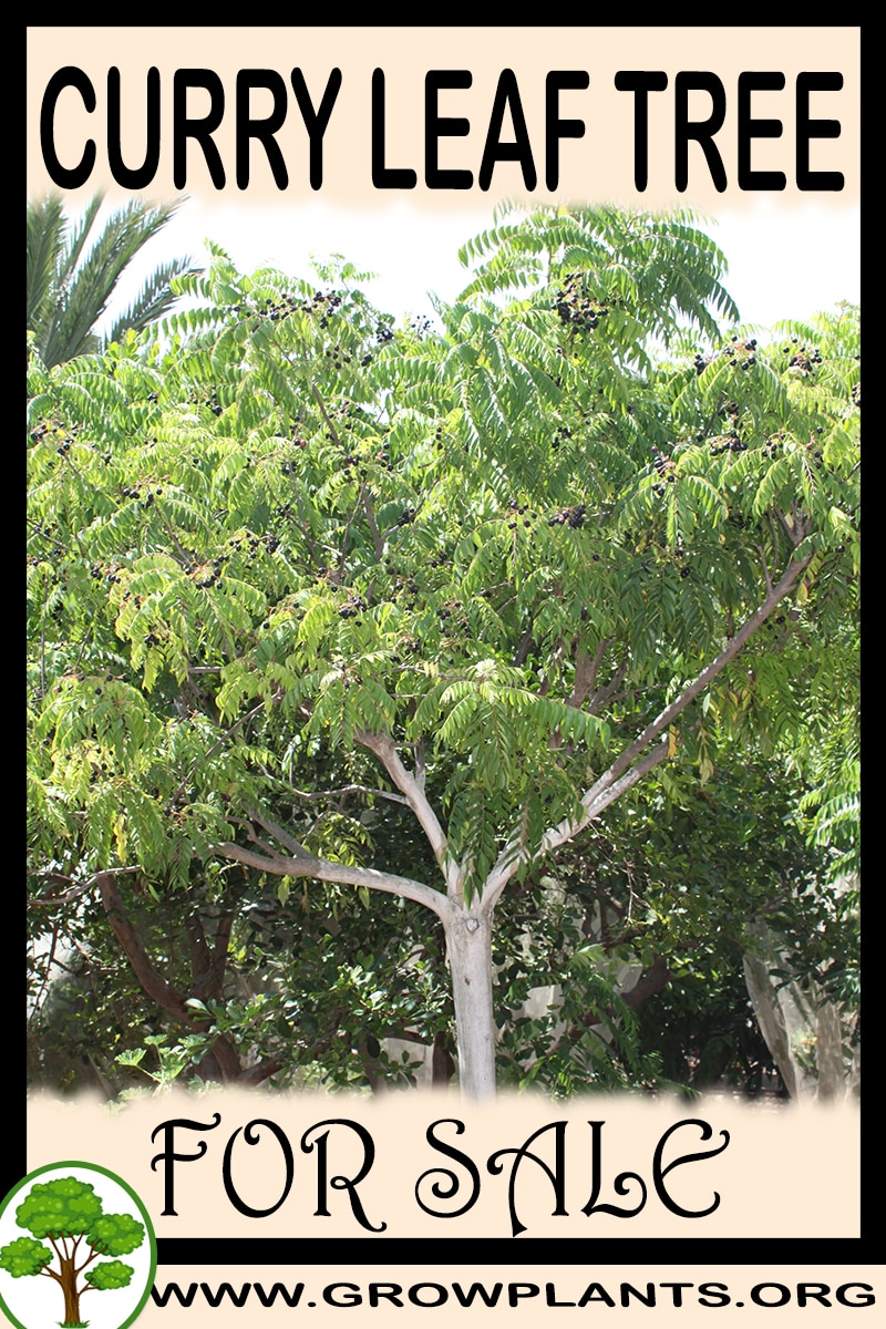 Curry leaf tree for sale
