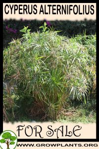 Cyperus alternifolius for sale