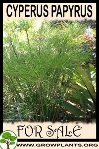Cyperus papyrus for sale