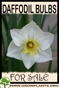 Daffodil bulbs for sale