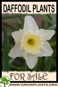 Daffodil plants for sale