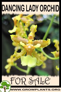 Dancing lady orchids for sale