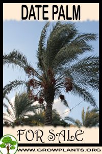 Date palm for sale