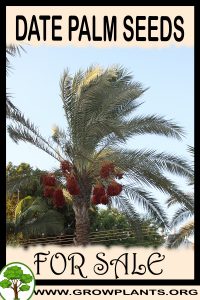 Date palm seeds for sale
